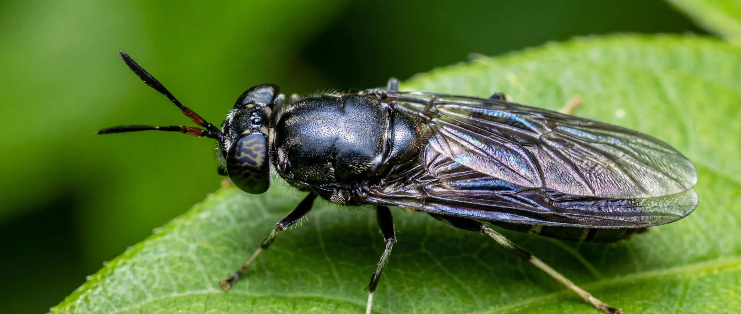 Black Soldier Fly — sustainable protein source